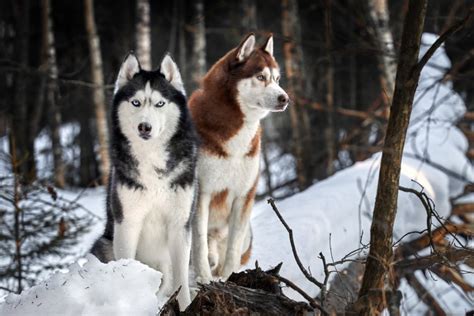 Le husky chien loup quelles sont ses caractéristiques