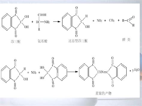 茚三酮显色法测定氨基酸含量文档之家