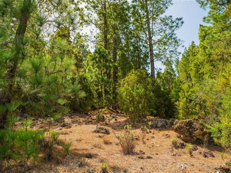 pine, green forest, lit by the golden sun, island of Tenerife against