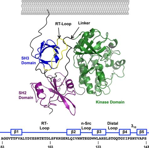 A Domain Structure Of Inactive C Src Pdb 2src From N To C Terminus Download Scientific