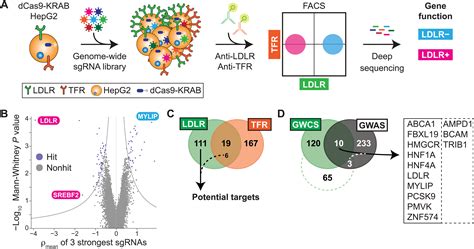 Cold Shock Domaincontaining Protein E Is A Posttranscriptional