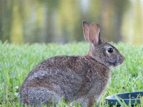 Eastern Cottontail Rabbit Florida Complete Realty