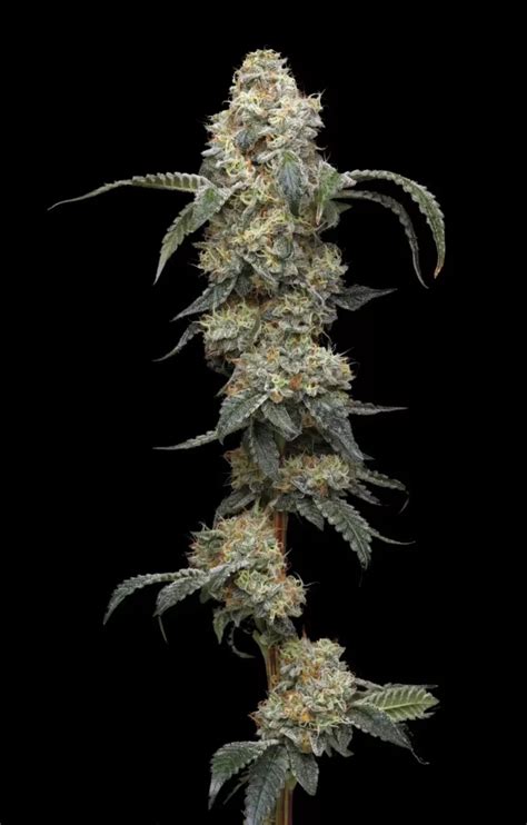 Farmer S Daughter Feminized Cannabis Seeds Humboldt Seed Company