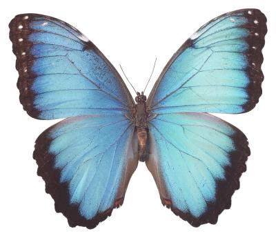 What Does the Blue Morpho Caterpillar Look Like? | Animals - mom.me