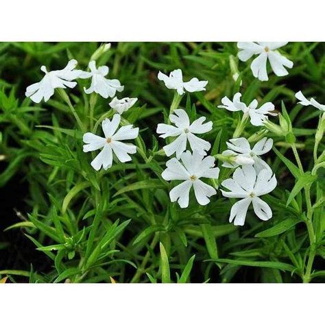 Kruipphlox Phlox Subulata Calvides White Vaste Planten Planten