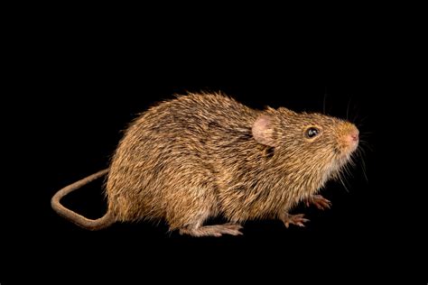 Insular Hispid Cotton Rat Sigmodon Hispidus Insulicola Joel Sartore