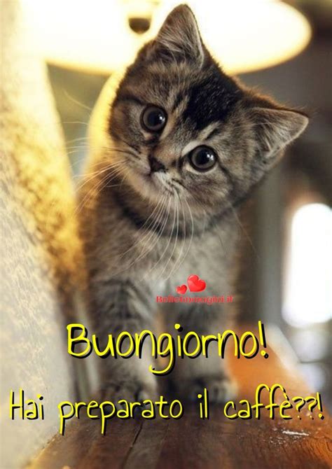 Immagini Belle Buongiorno Frasi Buona Giornata Gatti Gattini