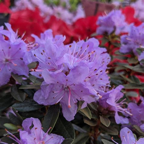 Dwarf Rhododendron Leni Dwarf Rhododendrons Millais Nurseries