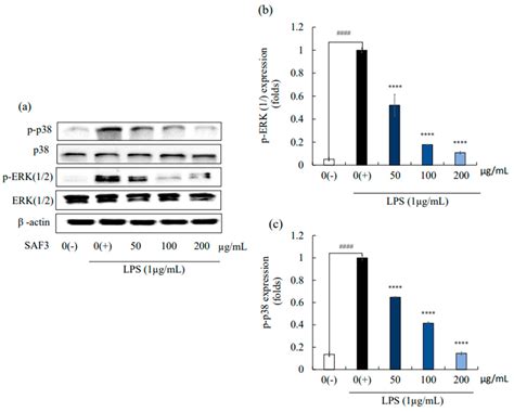 Marine Drugs Free Full Text Fucoidan From Sargassum Autumnale