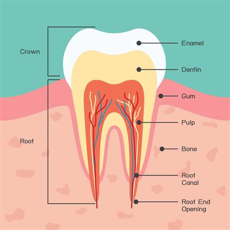 The Importance of Tooth Enamel - Wilkinson Dental