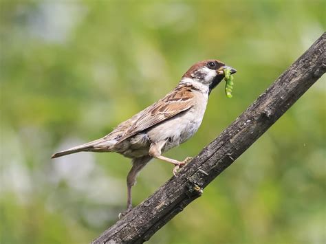 What Do Sparrows Eat Complete Guide Birdfact