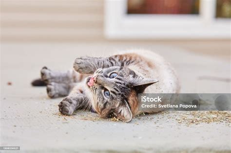 A Funny Lynx Point Or Siamese Tabby Cat Rolls Over Sprinkled Catnip With Her Tongue Sticking Out