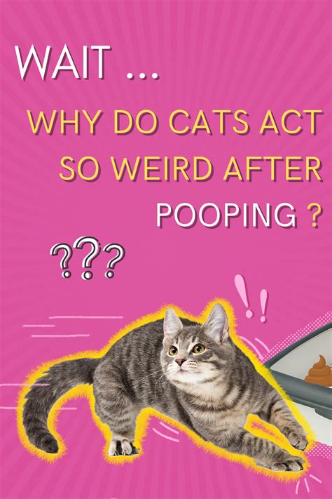 Why Do Cats Act So Weird After Pooping Artofit