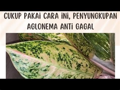 Cara Praktis Penyungkupan Aglonema Untuk Pemula YouTube