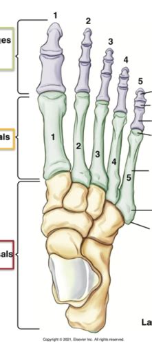 Positioning Exam 3 Lower Extremity Flashcards Quizlet