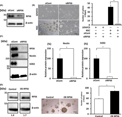 Ribosomal Protein S Rps Knockdown Suppressed The Sphereforming