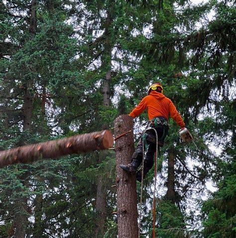 Dead Or Alive Tree Removal Dead Or Alive Tree Removal