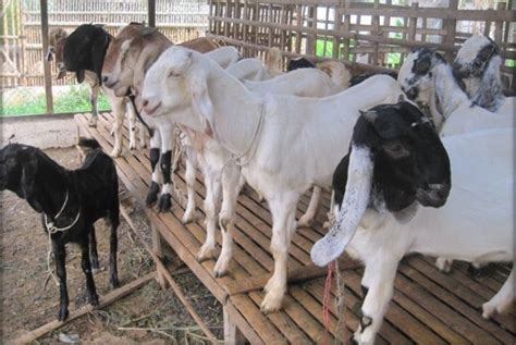 Panduan Lengkap Cara Budidaya Kambing Kacang Bagi Pemula