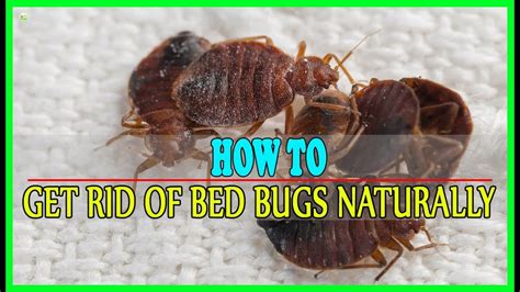 9 Effective Home Remedies To Get Rid Of Bed Bugs Naturally Best Home Remedies Youtube