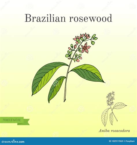 Aniba Rosaeodora Or Brazilian Rosewood Or Rosewoodtree Stock Vector