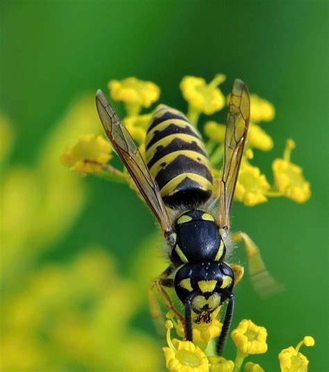 Nahuby sk Fotografia osa obyčajná Vespula vulgaris