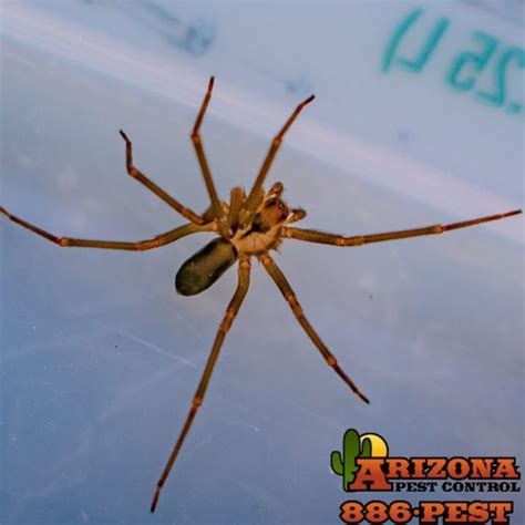 Az Brown Recluse Arizona Pest Control Tucson Pest And Termite Control