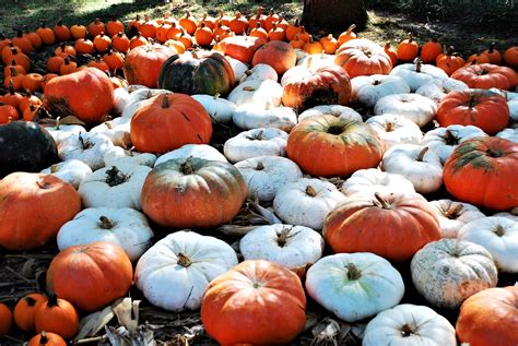 Download Pumpkin Patch Pictures | Wallpapers.com