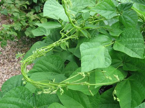 Ginkgo Organic Gardens Pole Beans