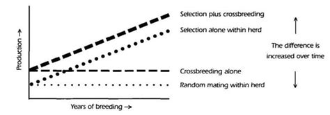 Weekly genetics review: Crossbreeding for profit - Beef Central