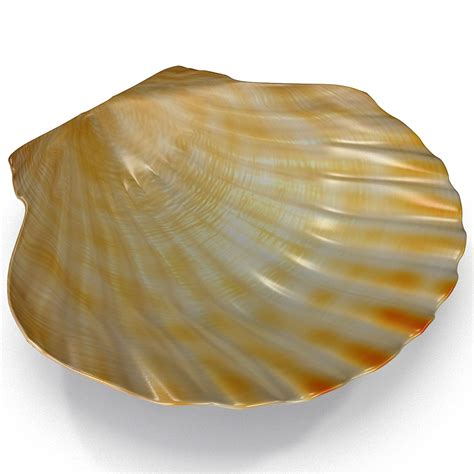 Clam Seashell 2 3D Model 19 3ds Lwo Obj Ma C4d Max Free3D