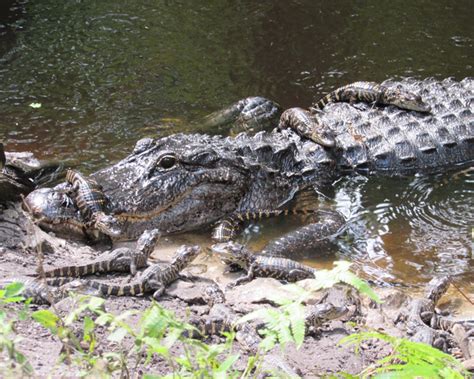 Wildlife Q & A: How can you tell if an alligator is male or female ...