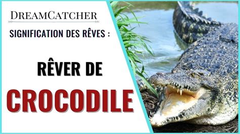 RÊVER DE CROCODILE ALIGATOR SIGNIFICATION DES RÊVES