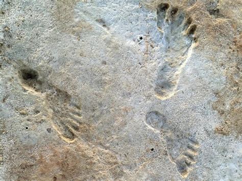 Fossilized Human Footprints Are The Oldest Ever Found In North America