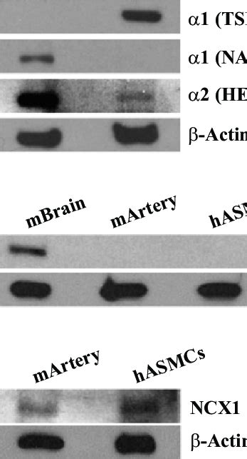 Identification Of Na Pump Subunit Isoforms And Na Ca Exchanger Ncx