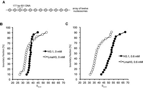 The Lmah Nucleosome Maintains An Open Chromatin Conformation A