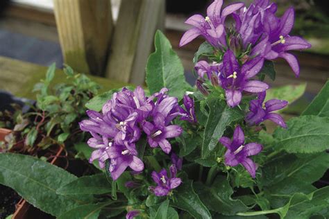 The Best Varieties of Campanula - Fine Gardening