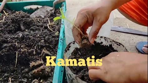 Gardening Paano Magtanim Ng Kamatis Shie La Methuselah Channel