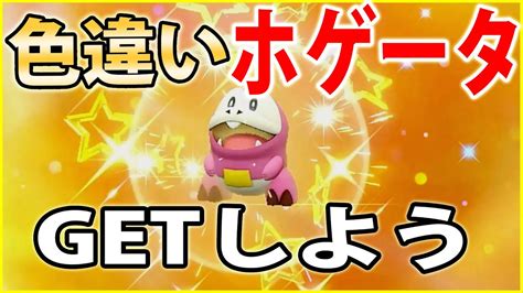 【実践付き】色違いホゲータの入手方法を解説！【ポケモンsv】 Youtube