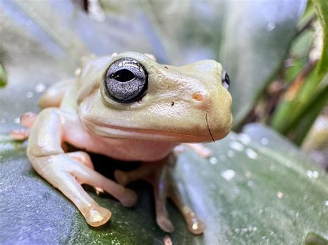 Honey Blue Eyed Whites Treefrog Exotic Wild Pets