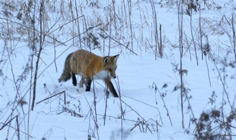 How Do Red Foxes Survive Winter Survival Guide