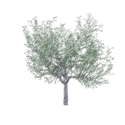 Premium Psd Cherry Tree Drawing Isolated Transparent Background