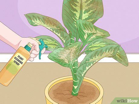 How to Take Care of Plants: Easy Tips & Mistakes to Avoid