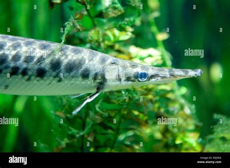 Gar Hi Res Stock Photography And Images Alamy