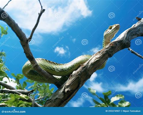 Slim Green Snake Stretched Between Dead Tree Branches Stock