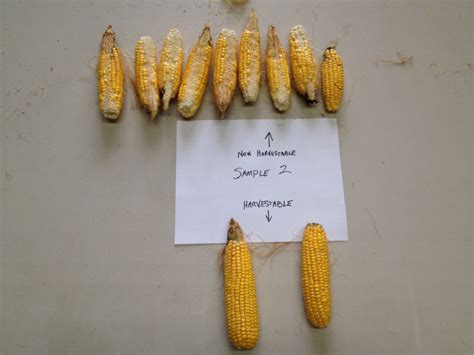 Corn Bushel Calculation Gibson Insurance Group