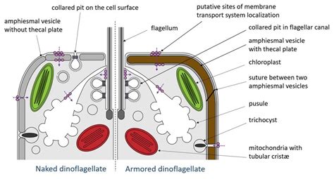 Schematic Representation Of The Possible Endocytosis Sites And