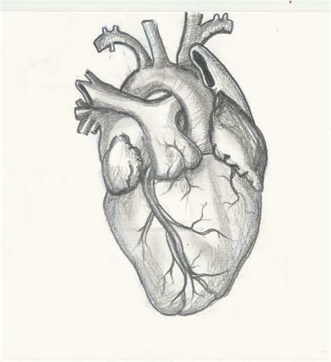 Real Human Heart Drawing at PaintingValley.com | Explore collection of ...