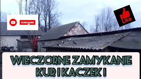 Wieczorne sprawdzanie gołębi i zamykanie kur i kaczek YouTube