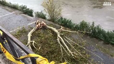 Roma Cade Albero All Isola Tiberina Caos Su Lungotevere Italia