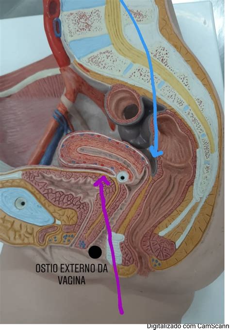 Biologia Sistema Reprodutor Humano Anatomia Feminina Images